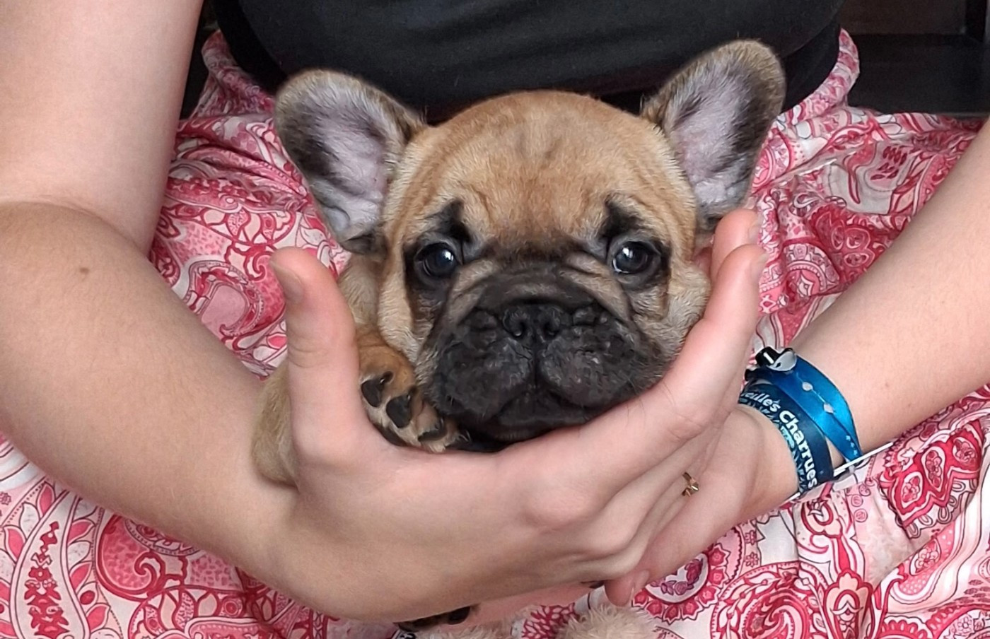 Des Vallées Du Kreiz Breizh - Chiots disponibles - Bouledogue français